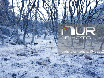 Ashes and burnt trees from the wildfire on Mount Parnitha in Athens, Greece, on  August 23, 2023 (