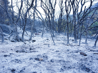 Ashes and burnt trees from the wildfire on Mount Parnitha in Athens, Greece, on  August 23, 2023 (