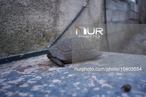 A burning turtle is being rescued from the fire on Mount Parnitha in Athens, Greece, on August 23, 2023 