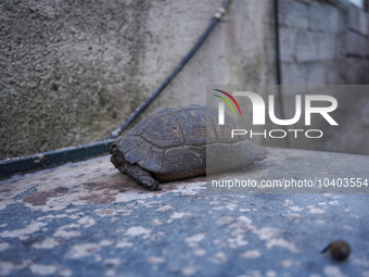 A burning turtle is being rescued from the fire on Mount Parnitha in Athens, Greece, on August 23, 2023 (