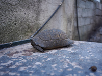 A burning turtle is being rescued from the fire on Mount Parnitha in Athens, Greece, on August 23, 2023 (