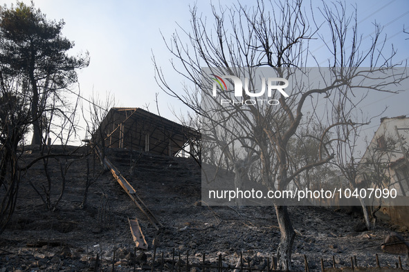 A wildfire raging on the outskirts to the northwest of Athens, Greece, has destroyed residences and currently poses a danger to the core of...