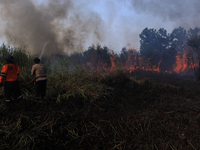 Firefighters from Regional Disaster Management Agency (BPBD) personnel and Indonesian Police Personnel from Ogan Ilir Regency are currently...