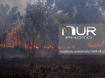 Firefighters from Regional Disaster Management Agency (BPBD) personnel and Indonesian Police Personnel from Ogan Ilir Regency are currently...