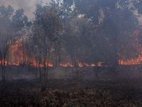 Firefighters from Regional Disaster Management Agency (BPBD) personnel and Indonesian Police Personnel from Ogan Ilir Regency are currently...