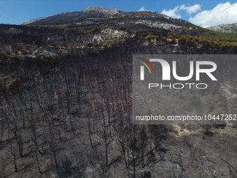 Areal view of a small part of the burned area following the forest fire that raged in Mount Parnitha overlooking Athens, Greece on September...