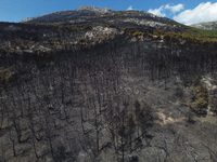 Areal view of a small part of the burned area following the forest fire that raged in Mount Parnitha overlooking Athens, Greece on September...