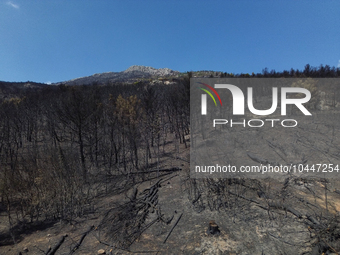 Areal view of a small part of the burned area following the forest fire that raged in Mount Parnitha overlooking Athens, Greece on September...