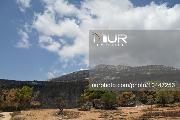 View of a small part of the burned area following the forest fire that raged in Mount Parnitha overlooking Athens, Greece on September 2nd,...