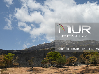 View of a small part of the burned area following the forest fire that raged in Mount Parnitha overlooking Athens, Greece on September 2nd,...