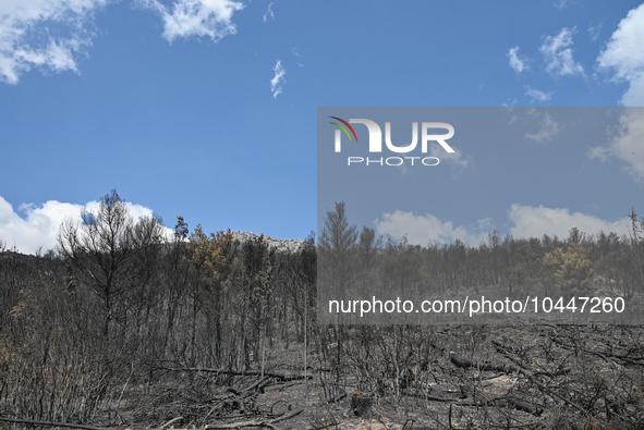 View of a small part of the burned area following the forest fire that raged in Mount Parnitha overlooking Athens, Greece on September 2nd,...