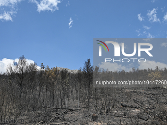 View of a small part of the burned area following the forest fire that raged in Mount Parnitha overlooking Athens, Greece on September 2nd,...