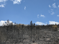 View of a small part of the burned area following the forest fire that raged in Mount Parnitha overlooking Athens, Greece on September 2nd,...