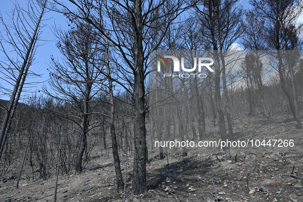 Burned trees following the forest fire that raged in Mount Parnitha overlooking Athens, Greece on September 2nd, 2023. 