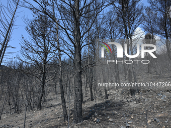 Burned trees following the forest fire that raged in Mount Parnitha overlooking Athens, Greece on September 2nd, 2023. (