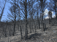 Burned trees following the forest fire that raged in Mount Parnitha overlooking Athens, Greece on September 2nd, 2023. (