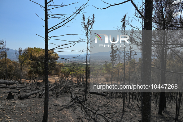 Burned tree trunks with a view of the city of Athens in the background following the forest fire that raged in Mount Parnitha overlooking At...