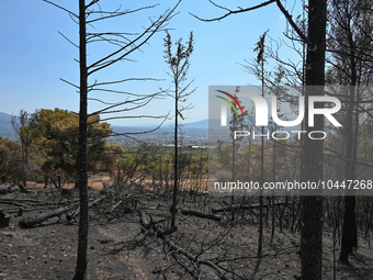 Burned tree trunks with a view of the city of Athens in the background following the forest fire that raged in Mount Parnitha overlooking At...