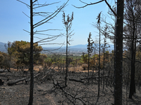 Burned tree trunks with a view of the city of Athens in the background following the forest fire that raged in Mount Parnitha overlooking At...