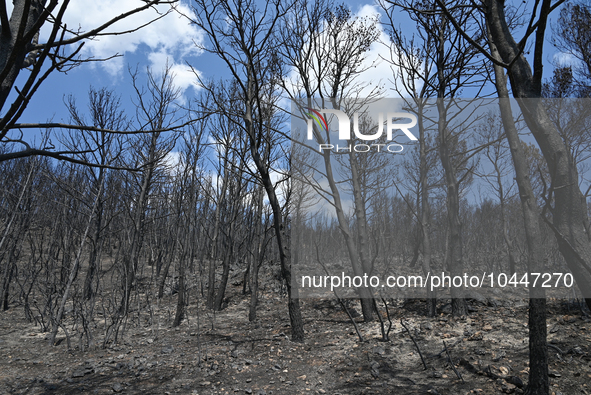 Burned trees following the forest fire that raged in Mount Parnitha overlooking Athens, Greece on September 2nd, 2023. 