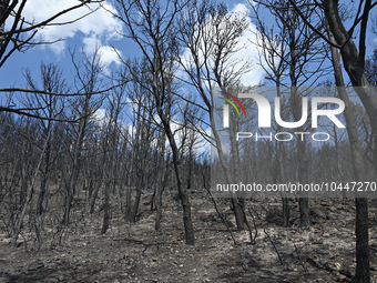 Burned trees following the forest fire that raged in Mount Parnitha overlooking Athens, Greece on September 2nd, 2023. (