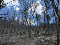 Burned trees following the forest fire that raged in Mount Parnitha overlooking Athens, Greece on September 2nd, 2023. (