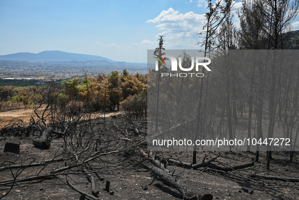 Burned tree trunks with a view of the city of Athens in the background following the forest fire that raged in Mount Parnitha overlooking At...