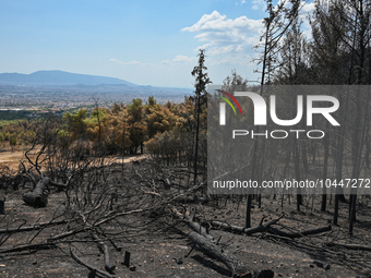 Burned tree trunks with a view of the city of Athens in the background following the forest fire that raged in Mount Parnitha overlooking At...