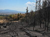 Burned tree trunks with a view of the city of Athens in the background following the forest fire that raged in Mount Parnitha overlooking At...