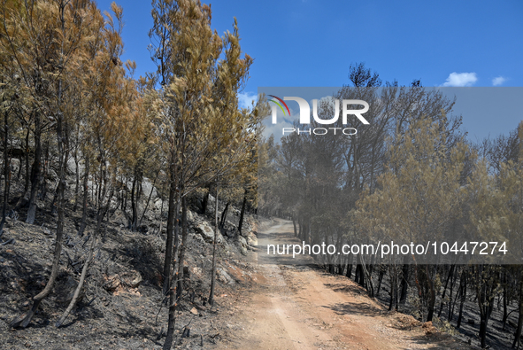 Burned trees following the forest fire that raged in Mount Parnitha overlooking Athens, Greece on September 2nd, 2023. 