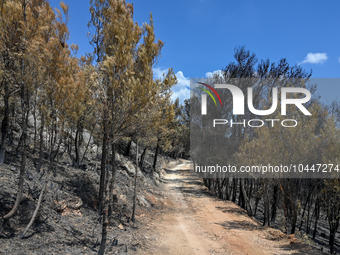 Burned trees following the forest fire that raged in Mount Parnitha overlooking Athens, Greece on September 2nd, 2023. (