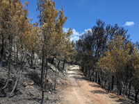 Burned trees following the forest fire that raged in Mount Parnitha overlooking Athens, Greece on September 2nd, 2023. (