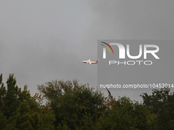 A firefighting aircraft passes through smoke from a wildfire in Walker County, Texas on September 2, 2023.  (