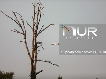 A firefighting aircraft passes through smoke from a wildfire in Walker County, Texas on September 2, 2023.  (