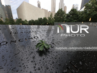 Flowers and US flags are laid on one of the North Pool panels at World Trade Center Memorial to commemorate the 9/11 Anniversary in New York...