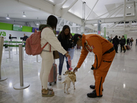 Hector Mendez, better known as El Chino, head and founder of the Azteca Topos International Rescue Brigade, pets a dog inside the Mexico Cit...