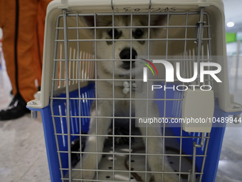 Luna, rescue dog of Hector Mendez, better known as El Chino, head and founder of the Azteca Topos International Rescue Brigade, inside the M...