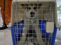 Luna, rescue dog of Hector Mendez, better known as El Chino, head and founder of the Azteca Topos International Rescue Brigade, inside the M...