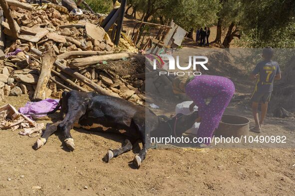 A peasant woman is trying to save the life of her cow, rescued after spending hours under the rubble in the village of Tafeghaghte. 