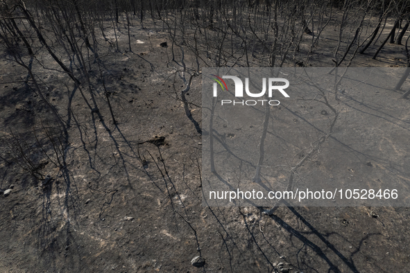 A drone image shows a view of the burned areas of land between the Dadia forest and the villages of Kirkis and Sykorrachis, Alexandroupolis,...