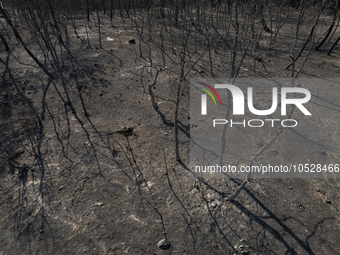 A drone image shows a view of the burned areas of land between the Dadia forest and the villages of Kirkis and Sykorrachis, Alexandroupolis,...