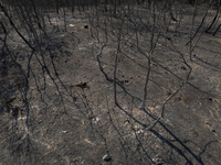 A drone image shows a view of the burned areas of land between the Dadia forest and the villages of Kirkis and Sykorrachis, Alexandroupolis,...