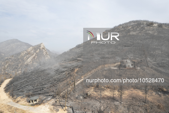 A drone image shows a view of the burned areas of land between the Dadia forest and the villages of Kirkis and Sykorrachis, Alexandroupolis,...