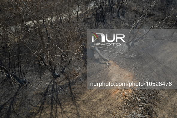 A drone image shows a view of the burned areas of land between the Dadia forest and the villages of Kirkis and Sykorrachis, Alexandroupolis,...