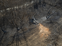 A drone image shows a view of the burned areas of land between the Dadia forest and the villages of Kirkis and Sykorrachis, Alexandroupolis,...