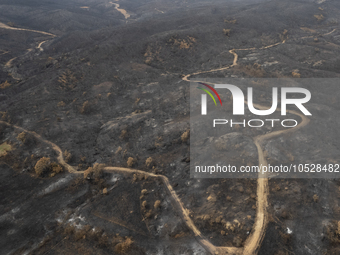 A drone image shows a view of the burned areas of land between the Dadia forest and the villages of Kirkis and Sykorrachis, Alexandroupolis,...