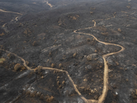 A drone image shows a view of the burned areas of land between the Dadia forest and the villages of Kirkis and Sykorrachis, Alexandroupolis,...