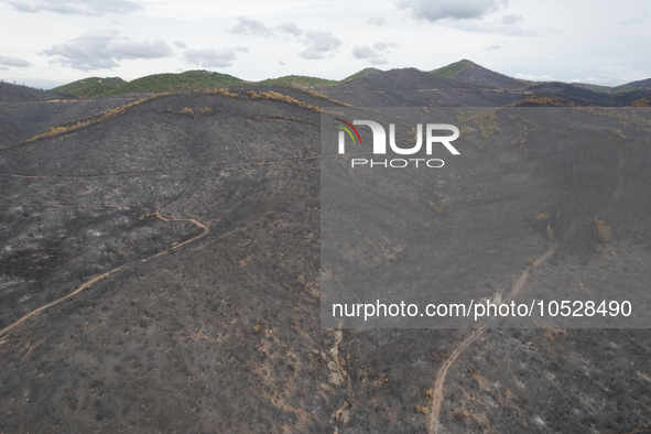 A drone image shows a view of the burned areas of land between the Dadia forest and the villages of Kirkis and Sykorrachis, Alexandroupolis,...