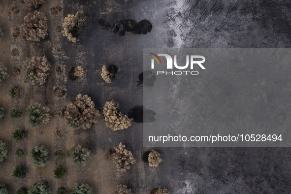 A drone image shows a view of the burned areas of land between the Dadia forest and the villages of Kirkis and Sykorrachis, Alexandroupolis,...