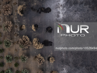 A drone image shows a view of the burned areas of land between the Dadia forest and the villages of Kirkis and Sykorrachis, Alexandroupolis,...